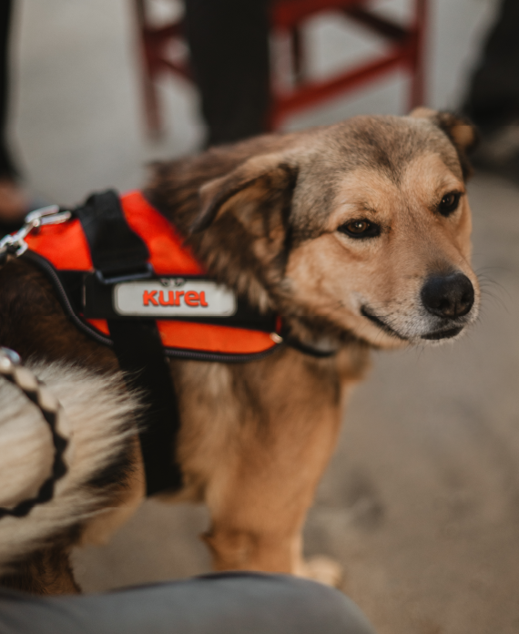 Brus, mascotte di Kurel Serramenti